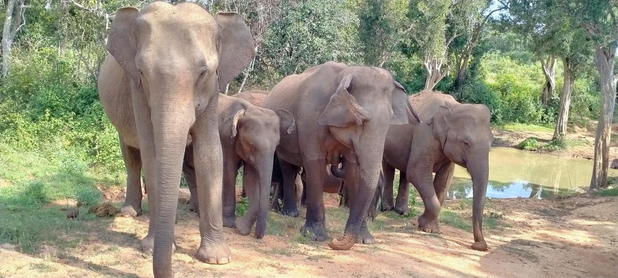 Share Safari Family Bungalow Uda Walawe Extérieur photo